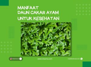 manfaat daun cakar ayam