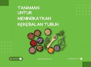 tanaman untuk meningkatkan kekebalan tubuh