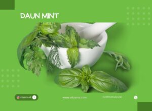 daun mint