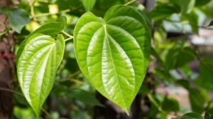daun sirih untuk asma