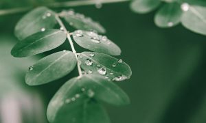 manfaat daun kelor dalam al-qur'an