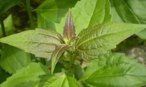 cara mengolah daun balakacida untuk obat maag
