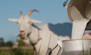 apakah susu kambing bisa menyembuhkan batuk