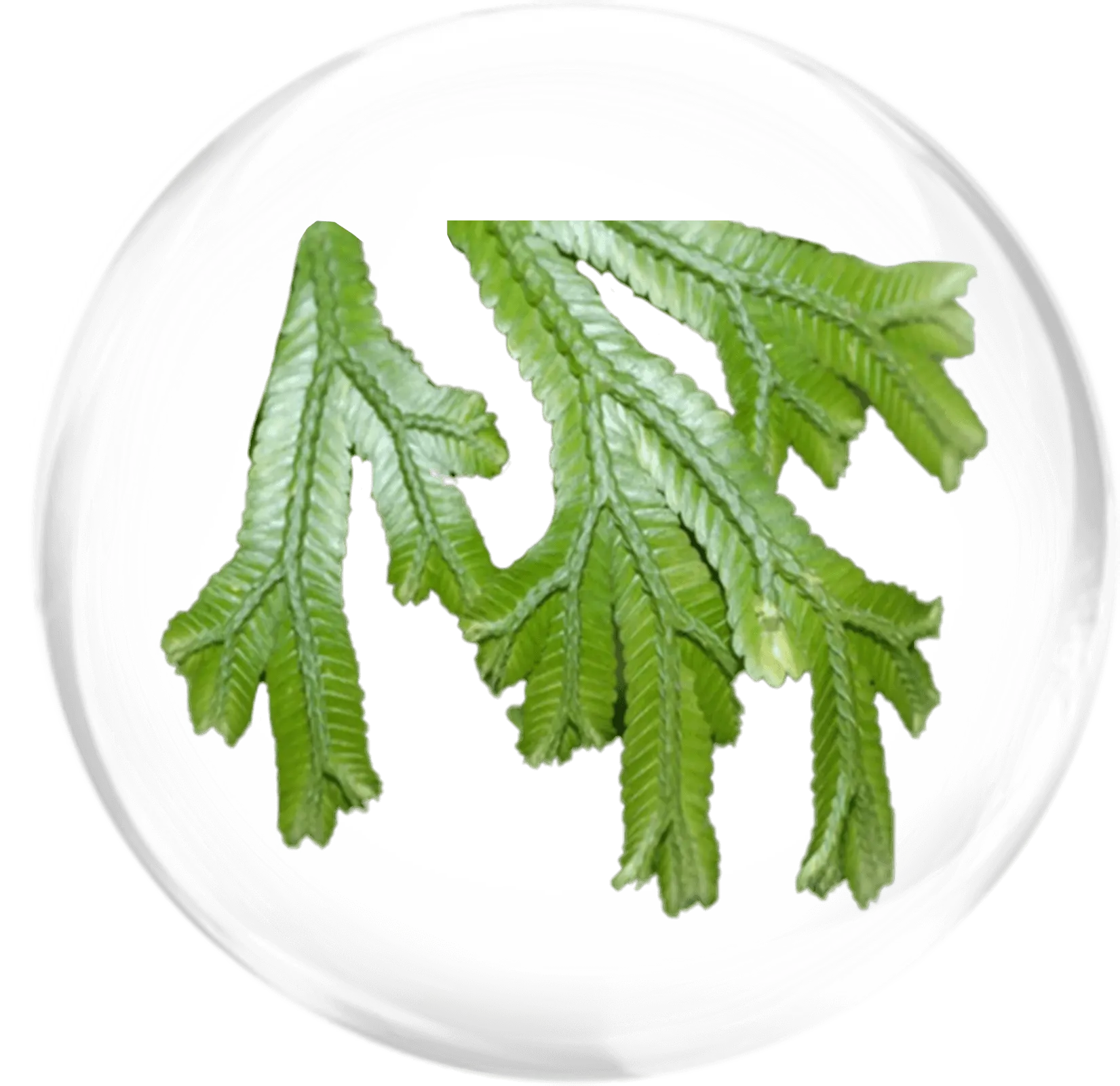Daun cakar ayam