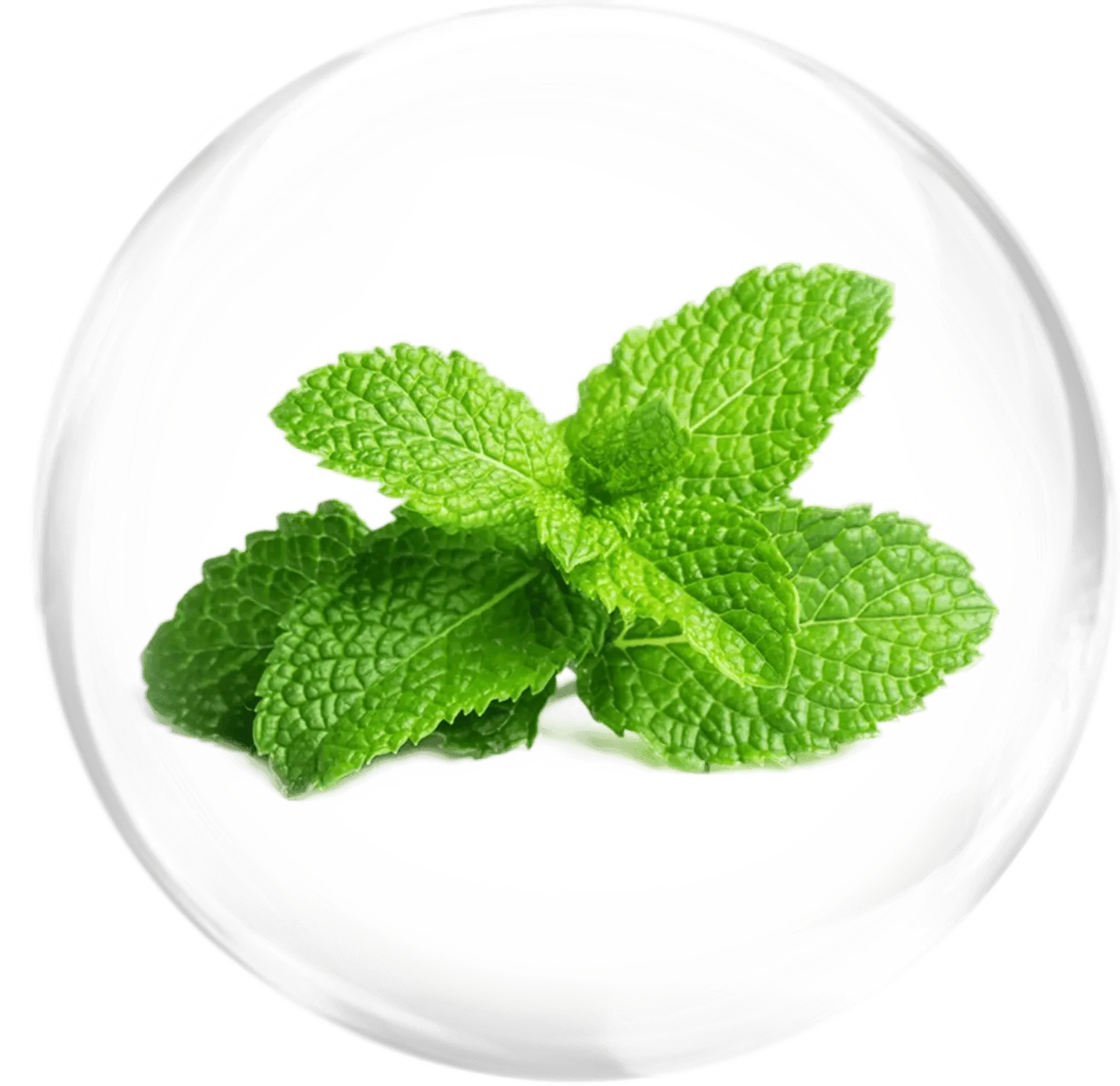 Flavor mint