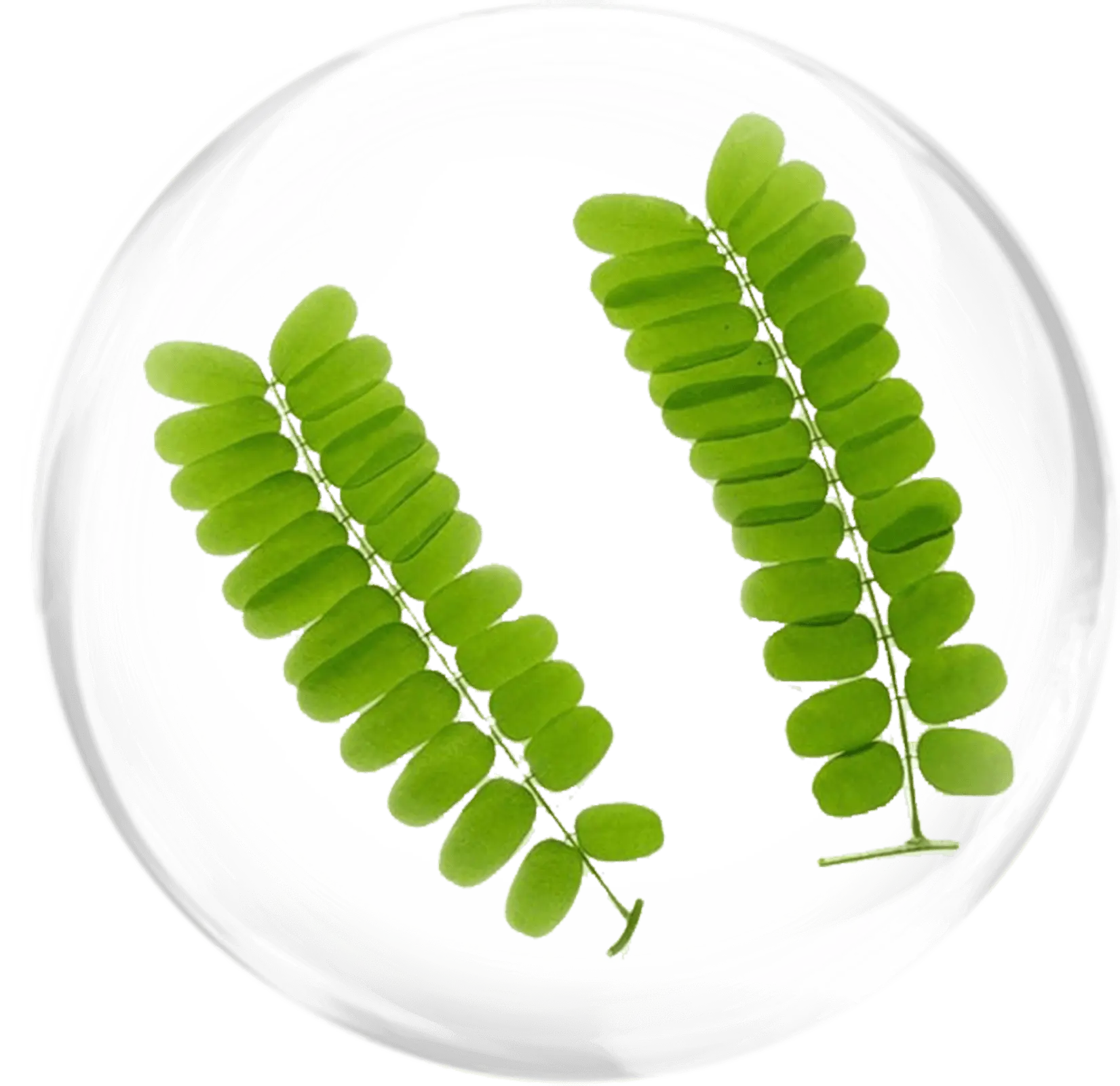Daun saga
